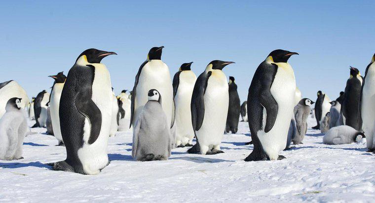 ¿Cómo cuidan los pingüinos a sus crías?