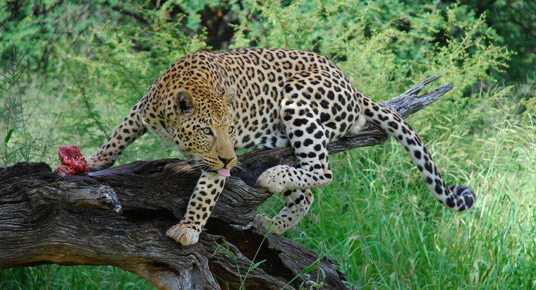 ¿Cuántos leopardos quedan en el mundo?