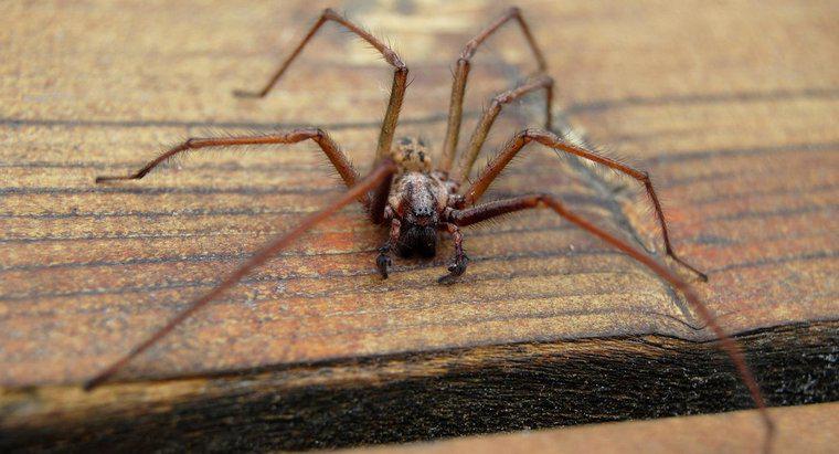 ¿Cuáles son los síntomas de una mordedura de araña vagabundo?