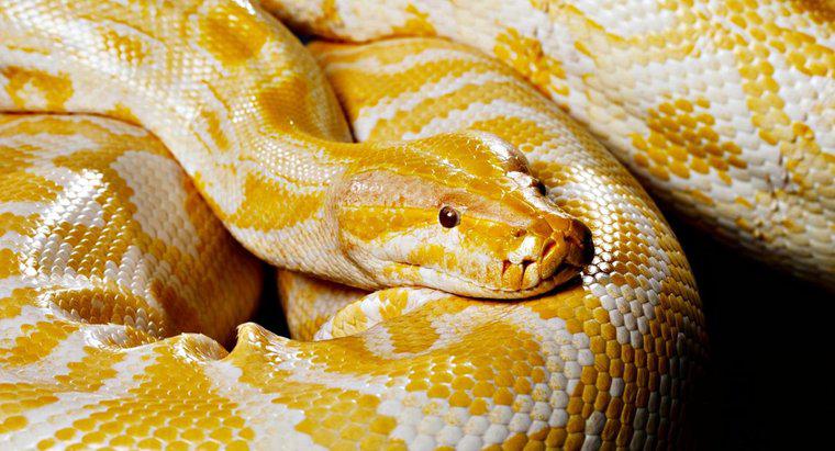 ¿Qué comen las serpientes mascotas?