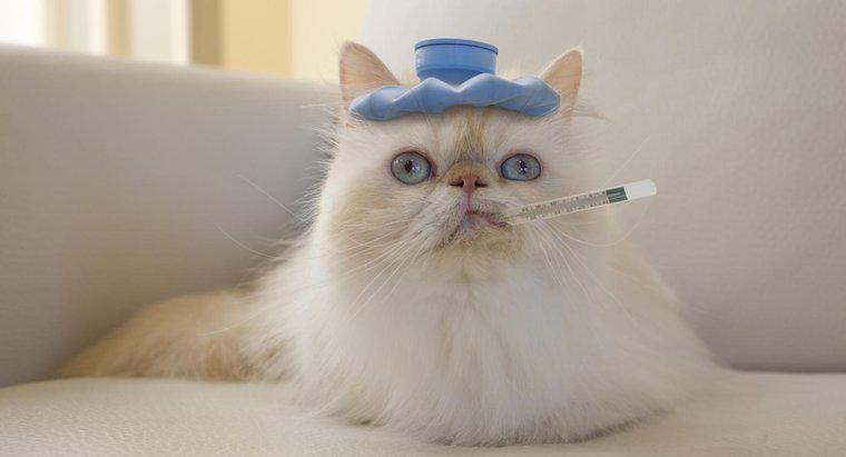 ¿Cómo reducir la fiebre de un gato?
