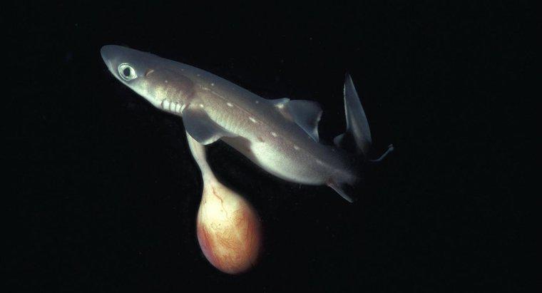 ¿Qué tan grande es un tiburón recién nacido?