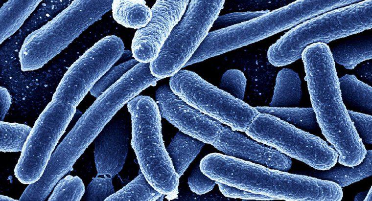 ¿Qué es una cultura mixta en microbiología?