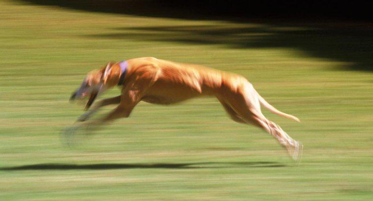 ¿Cuál es el perro más rápido?