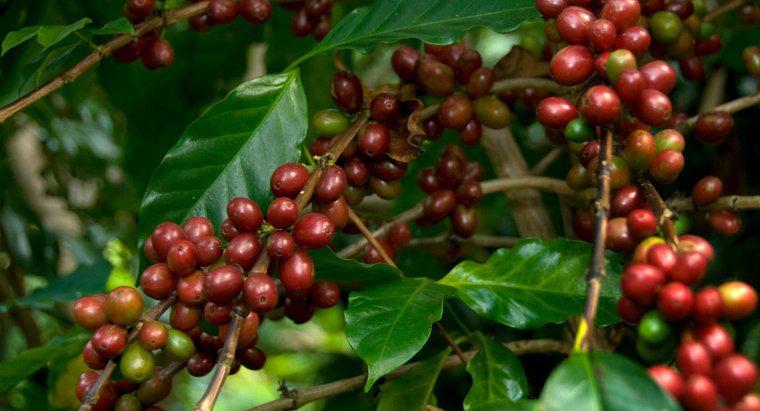 ¿Dónde crecen los granos de café?