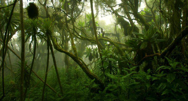 ¿Cómo es el clima de la selva tropical del Congo?
