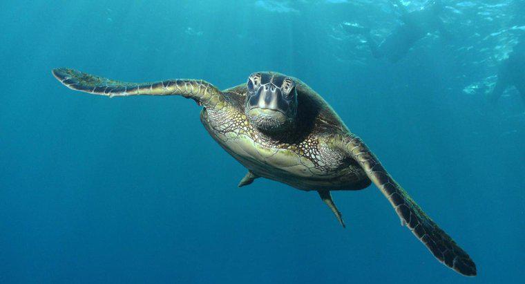 ¿Qué comen las tortugas marinas verdes?