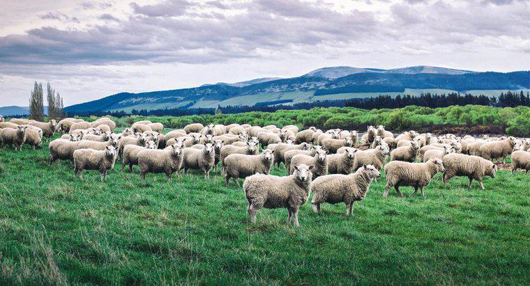 ¿Qué es un grupo de ovejas llamado?