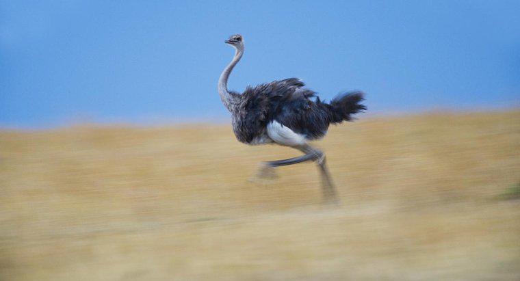 ¿Qué tan rápido puede correr un avestruz?