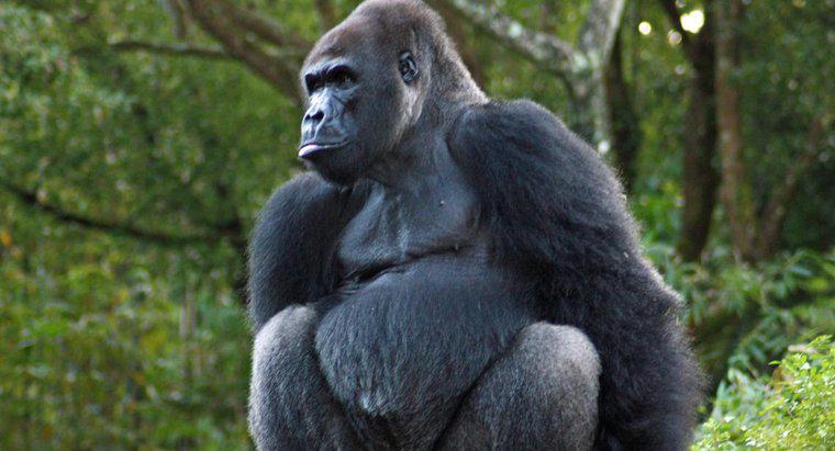 ¿Cómo se protegen los gorilas?