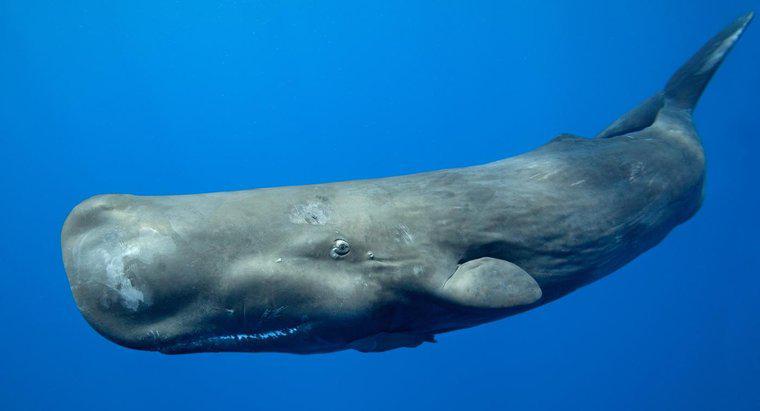 ¿Qué comen las ballenas de Baleen?