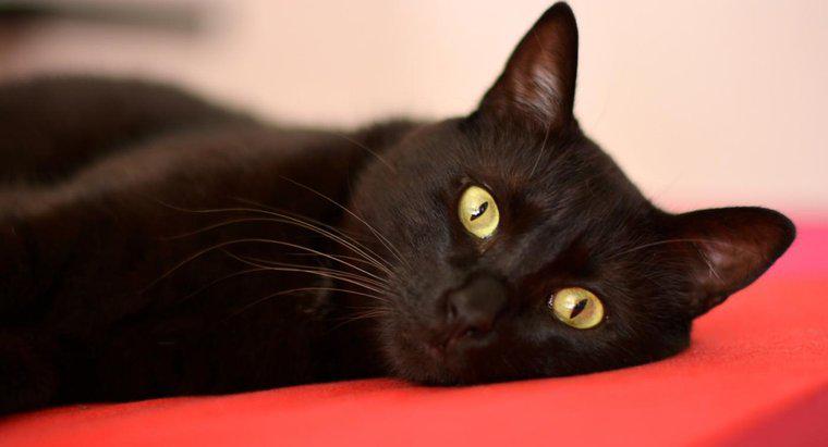 ¿Por qué la gente es sospechosa de los gatos negros?