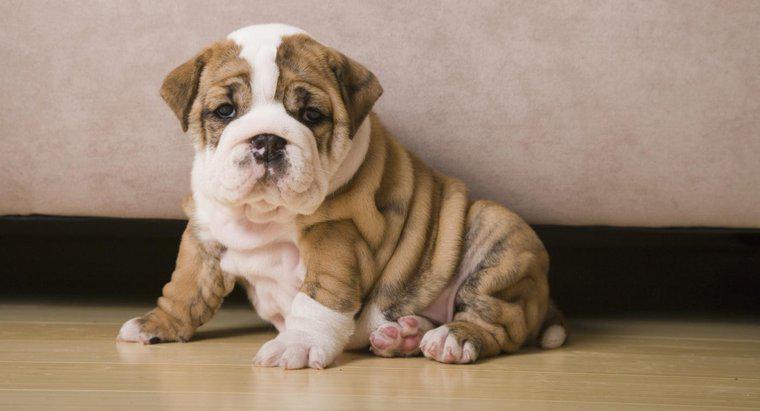 ¿Dónde puedo encontrar mini cachorros de bulldog en venta?