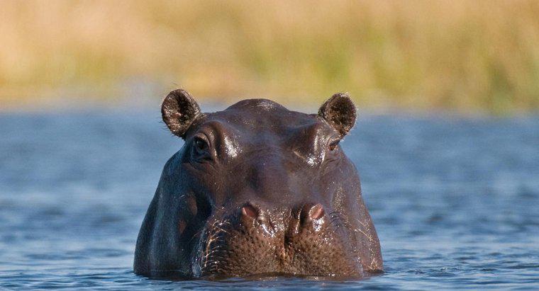 ¿Suda un hipopótamo?