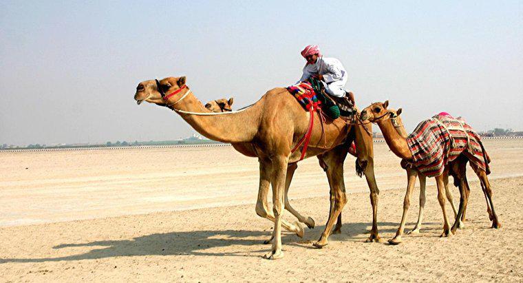 ¿Qué tan alto es un camello?
