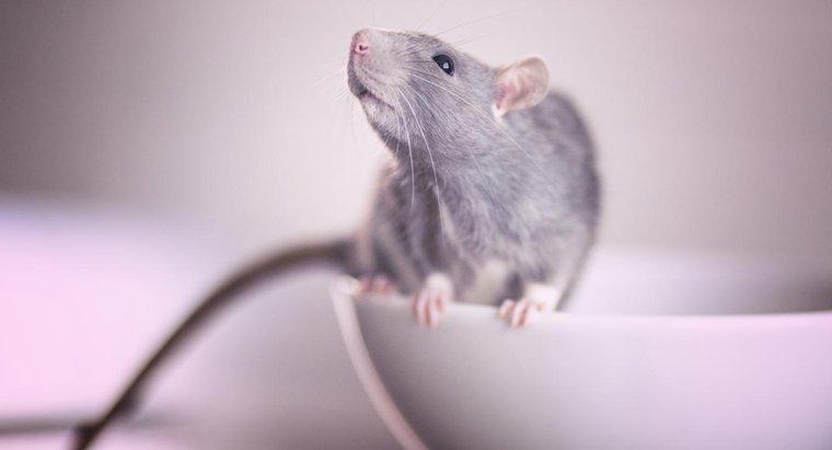 ¿Cuál es el mejor veneno para ratas?
