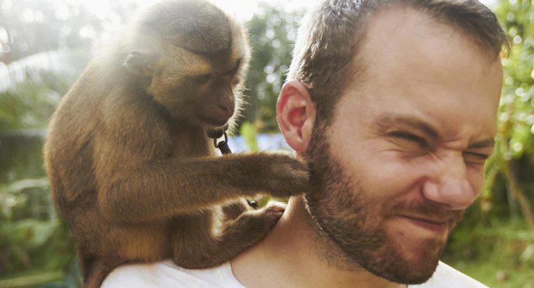 ¿Qué similitudes hay en monos y humanos?