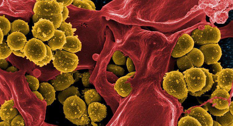 Las bacterias de cuatro maneras pueden ser útiles para los humanos