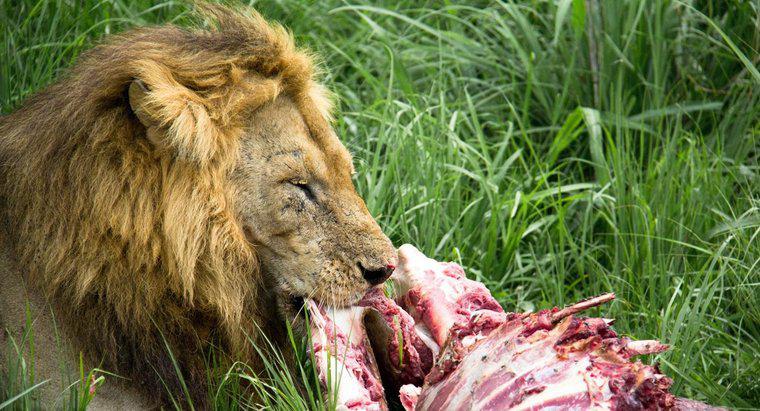 ¿Cuánto comen los leones?
