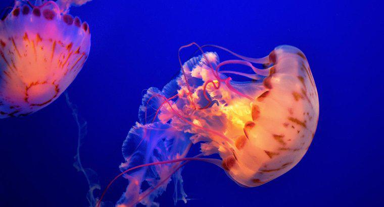 ¿Cuáles son algunos depredadores de la medusa?