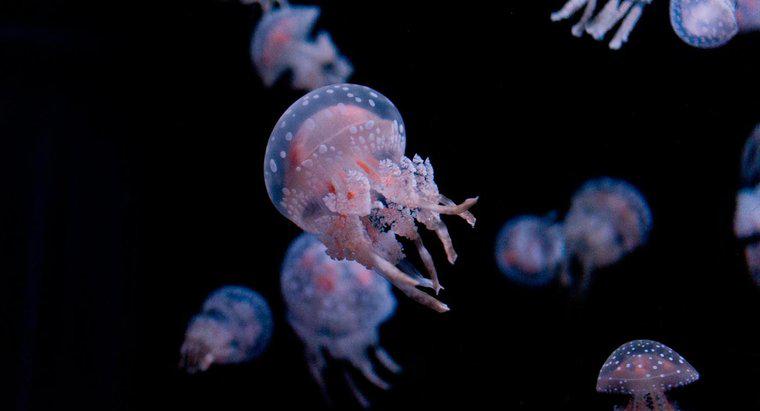 ¿Cuáles son las partes del cuerpo de una medusa?