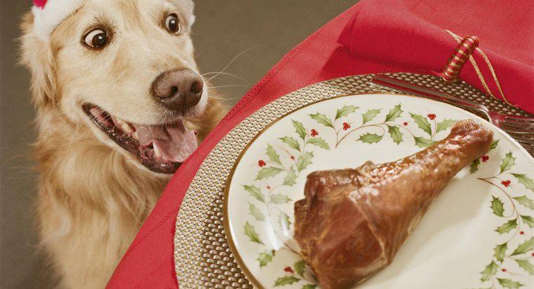 ¿Pueden los perros comer huesos de pollo?