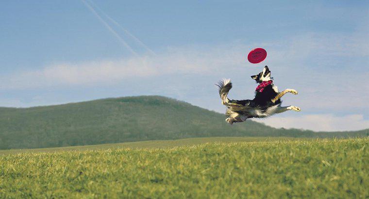 ¿Cuáles son las mejores razas de perros para atrapar frisbee?