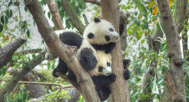 ¿Cómo se reproducen las pandas?
