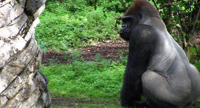 ¿Qué comen los gorilas plateados?