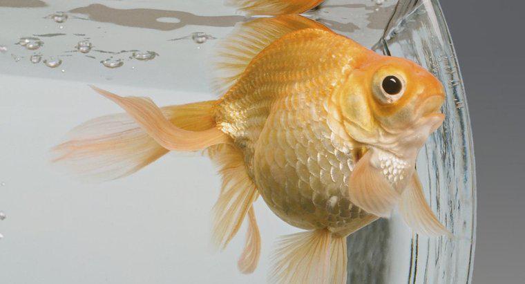 ¿Qué peces son compatibles con Goldfish?
