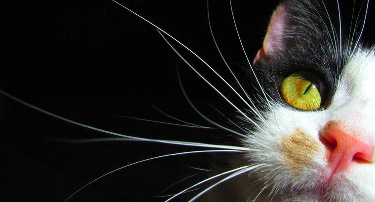 ¿Por qué los gatos tienen bigotes?