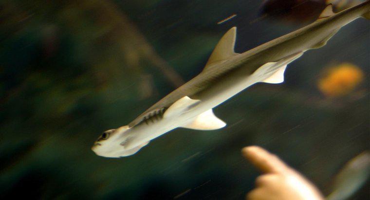 ¿Cuándo nacen los tiburones martillo bebé?
