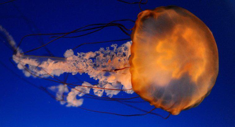 ¿Cómo nadan las medusas?