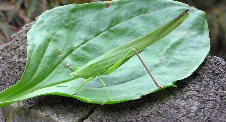 ¿Qué comen los insectos de las hojas?