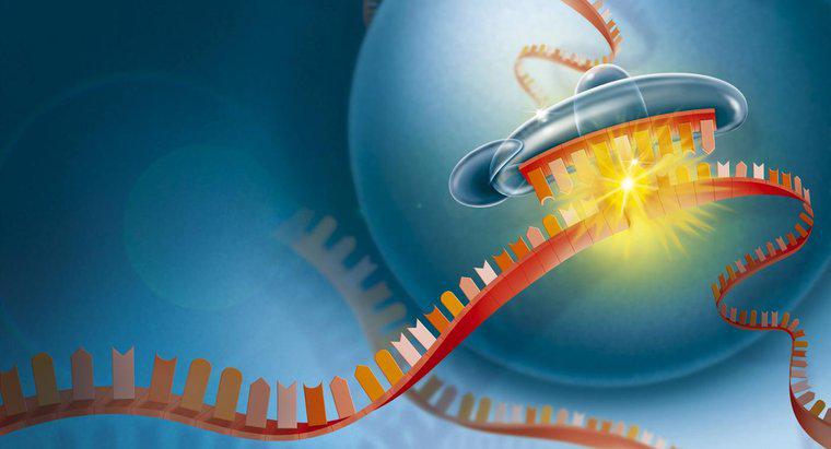¿Por qué el ARN es importante para la célula?