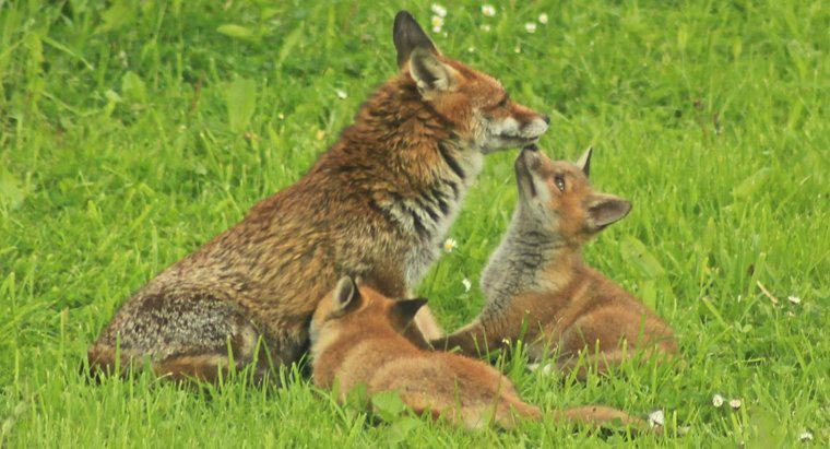 ¿El padre o la madre cuidan a un zorro recién nacido?