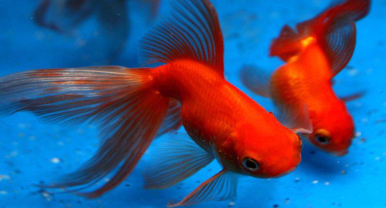 ¿Cuánto tiempo viven los peces de colores?
