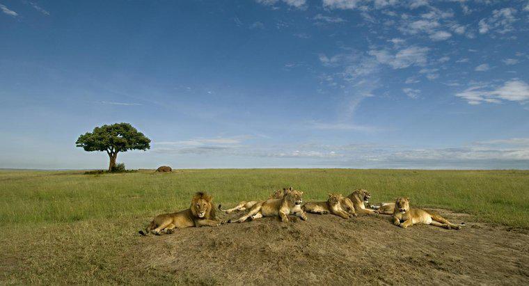 ¿Los leones realmente dominan la fauna africana?