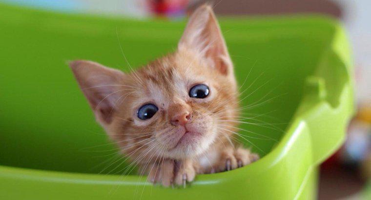 ¿Cuáles son algunos remedios caseros para la diarrea del gatito?