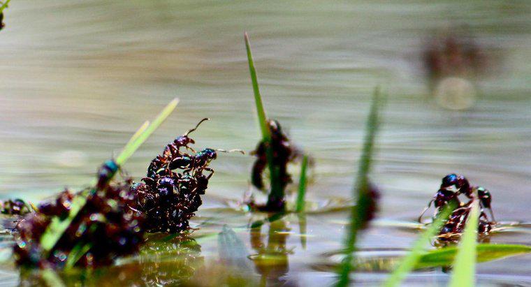 ¿Las hormigas se ahogan en el agua?