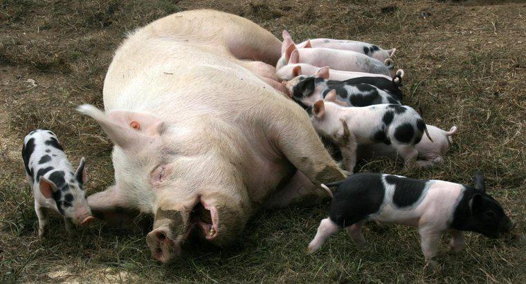 ¿Cuánto tiempo están embarazadas los cerdos?