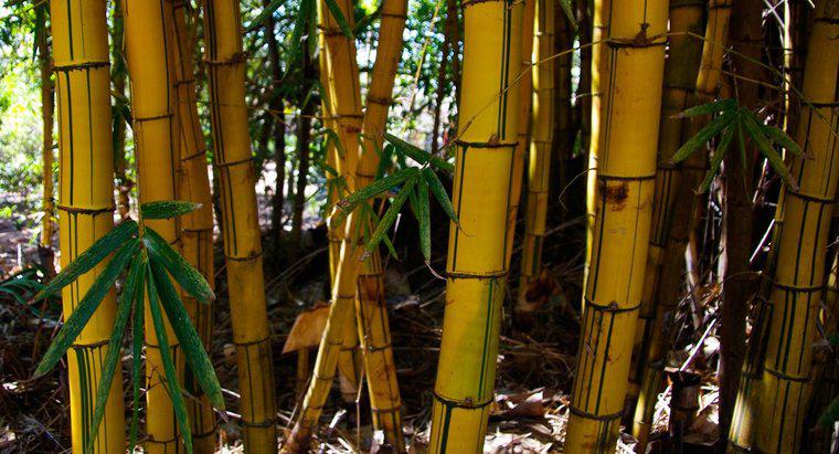 ¿Por qué los tallos de bambú se vuelven amarillos?