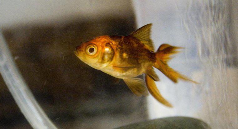 ¿A qué edad cambian de color los peces dorados del negro al oro?