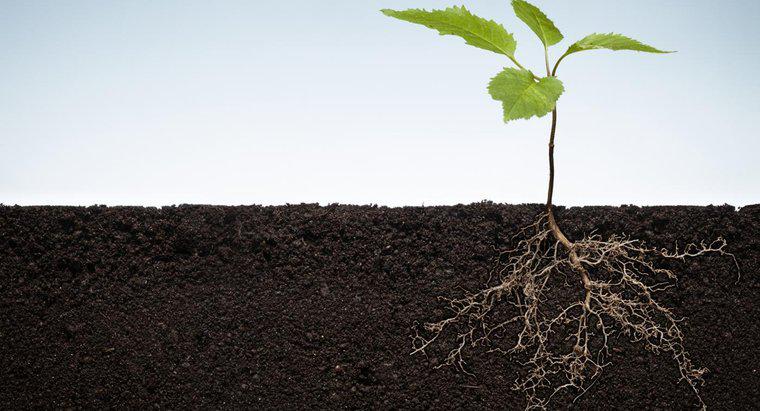 ¿Qué región de la raíz de una planta tiene la mayor actividad mitótica?