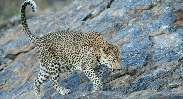 ¿Cuál es la velocidad máxima de un leopardo?
