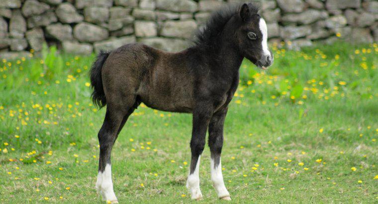 ¿Puede un caballo recién nacido caminar?