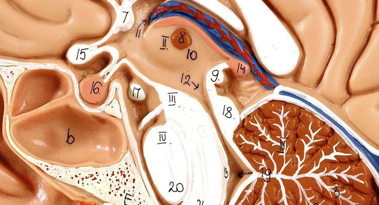 ¿Cuáles son algunos hechos sobre la glándula pituitaria?