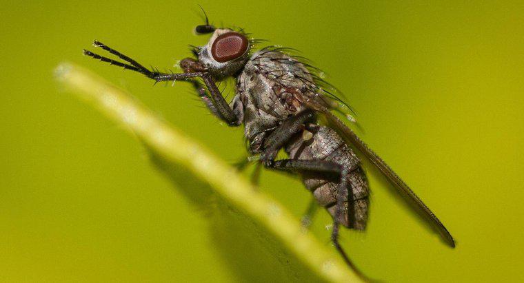 ¿Cuánto tiempo viven las moscas domésticas?