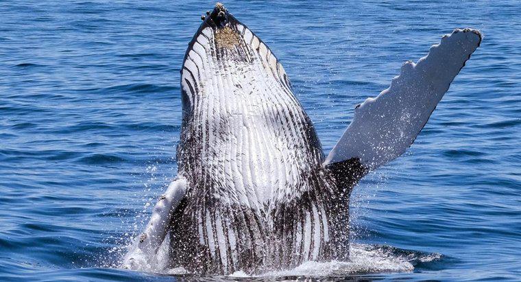 ¿Cuántas ballenas quedan en el mundo?
