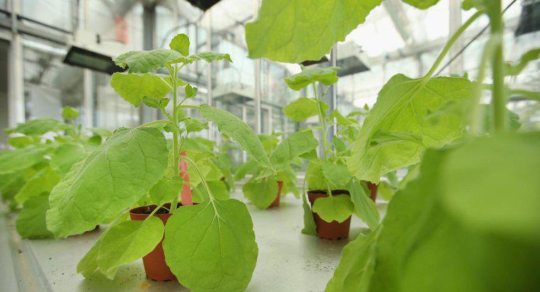 ¿Cómo obtienen las plantas el nitrógeno?